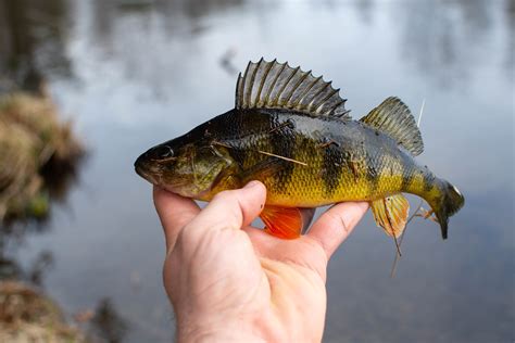 釣大翹嘴用什麼活餌